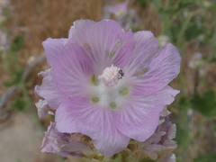 Sidalcea hickmanii parishii