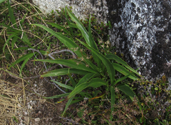 Dolichoglottis scorzoneroides