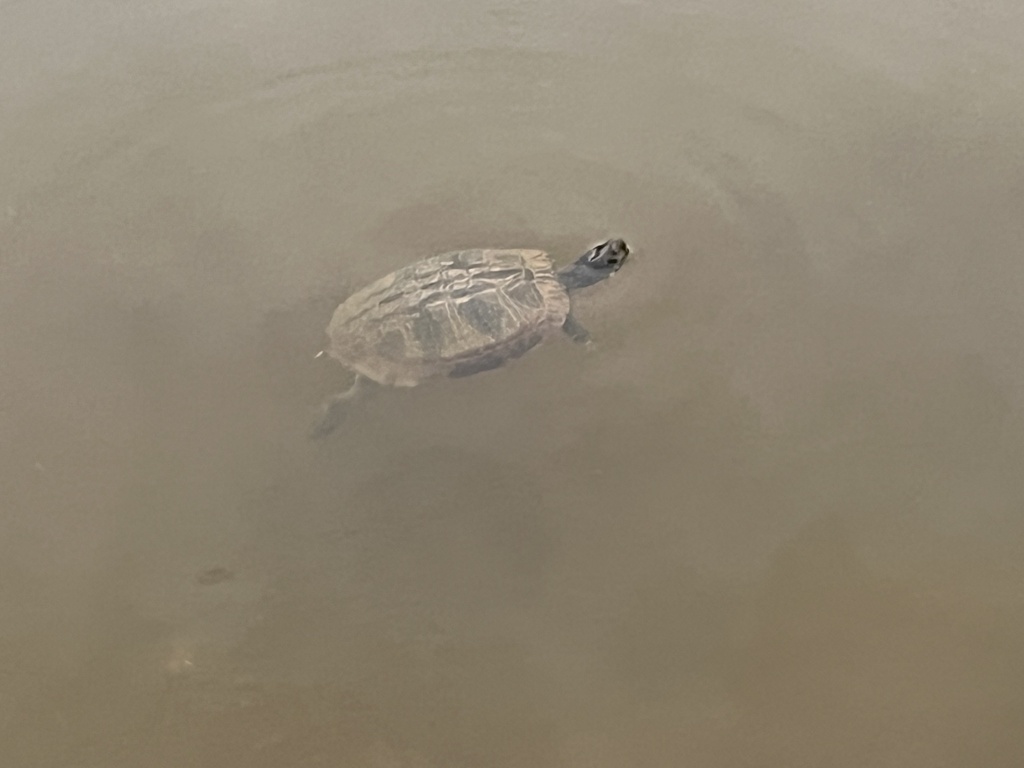 Pond Slider from Crooked Creek, Fuquay Varina, NC, US on May 18, 2023