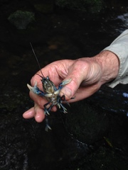 Euastacus sulcatus