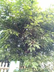 Ficus caulocarpa