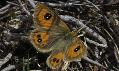 Argyrophenga janitae