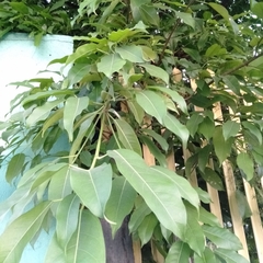 Ficus caulocarpa