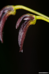 Bulbophyllum ngoyense
