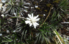 Celmisia laricifolia