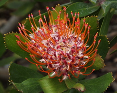 Leucospermum × hybridum