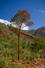 Xanthostemon ruber