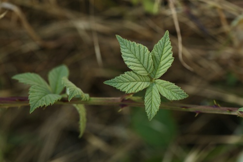 Woolly blackberry (Rubus aetnicus)