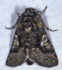 Behrensia conchiformis