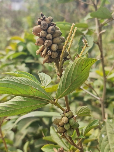 Flemingia macrophylla image