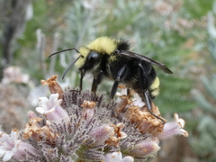 Eriodictyon traskiae smithii