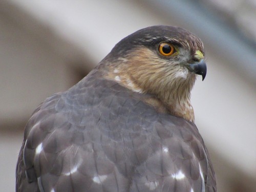 Sharp-shinned Hawk photographed in Kansas