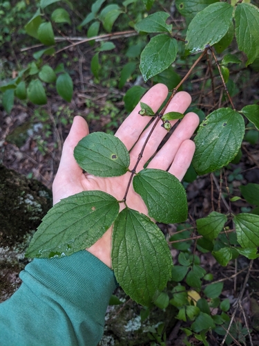 hairy mock-orange (Philadelphus hirsutus)