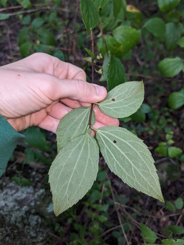 Philadelphus hirsutus, photograph 2