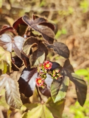 Jatropha gossypiifolia image