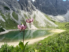 Lys martagon (Lilium martagon) — photo 3
