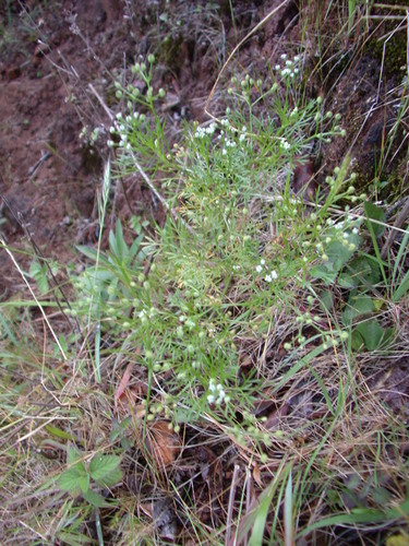 Spermolepis hawaiiensis observed 2004-04-21