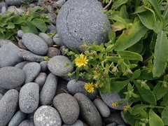 Crepidiastrum lanceolatum