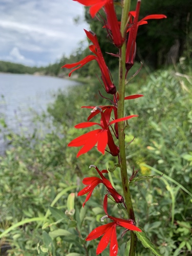Cardinal Flower