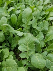 Raphanus sativus