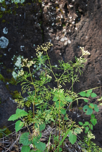 Spermolepis hawaiiensis observed 2011-04-20