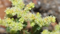 Psammotropha quadrangularis