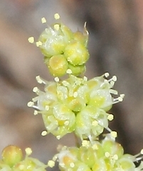 Psammotropha quadrangularis
