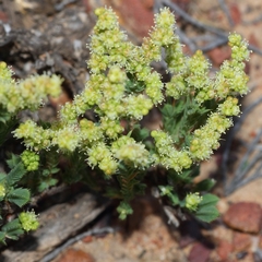 Psammotropha quadrangularis