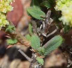 Psammotropha quadrangularis