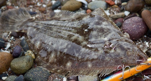 Fine flounder (Paralichthys adspersus) — Paralichthyidae