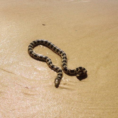 Photo of a Greater Seasnake (Hydrophis major)