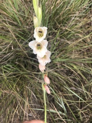 Gladiolus exiguus