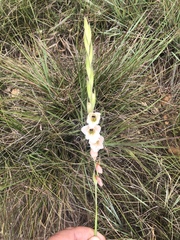 Gladiolus exiguus