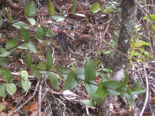 Stenogyne calycosa