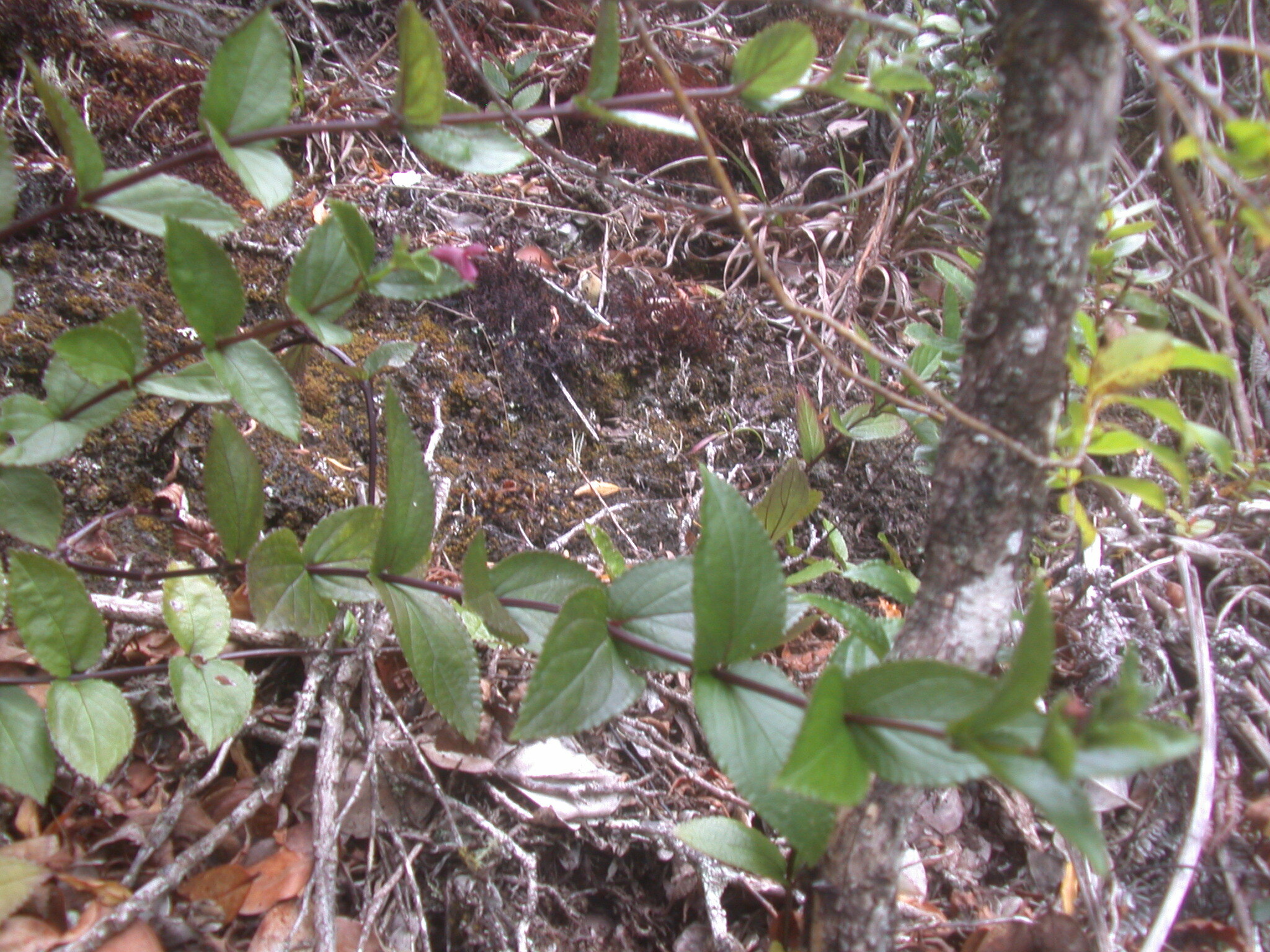 Stenogyne calycosa
