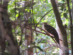 Dromococcyx phasianellus