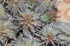 Euphorbia nesemannii