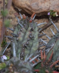 Euphorbia nesemannii