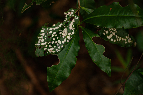 Peddiea africana image