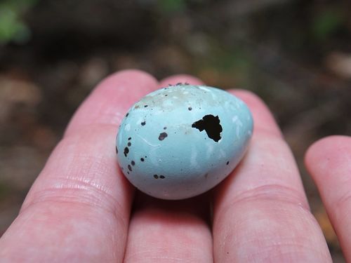 Western European Song Thrush