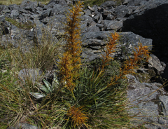 Aciphylla colensoi