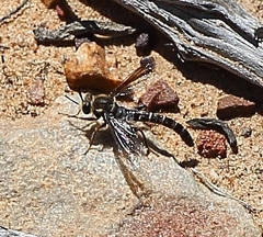 Cephalocera