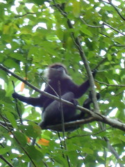 Semnopithecus vetulus