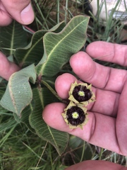 Pachycarpus galpinii