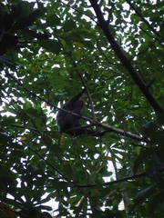 Semnopithecus vetulus