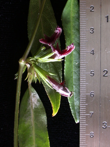 Stenogyne kaalae