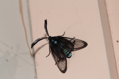 Zama nigrigemma