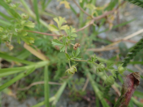 Potentilla heynii iNat (2)
