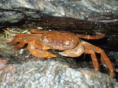 Geograpsus