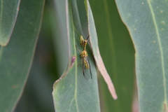 Spaminta minjerribae